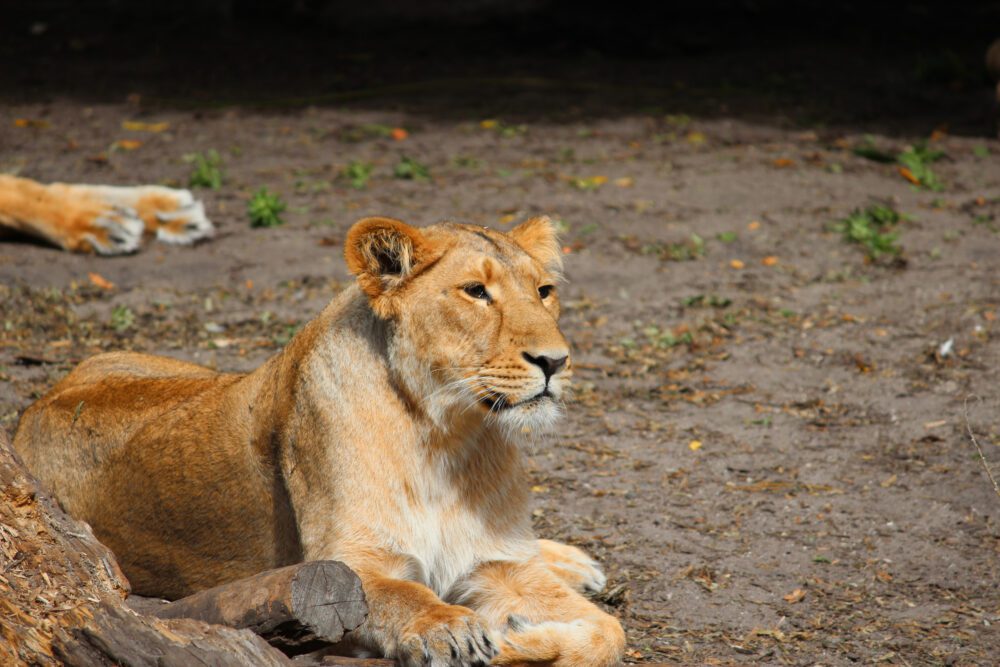 Rotterdam Zoo