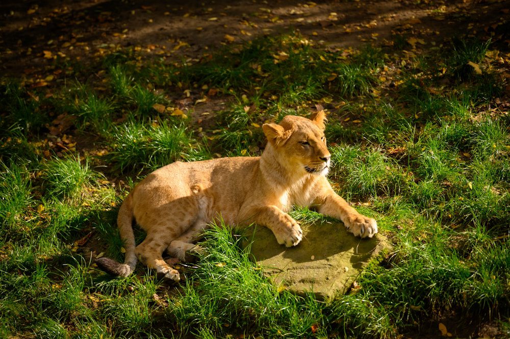 Antwerp Zoo