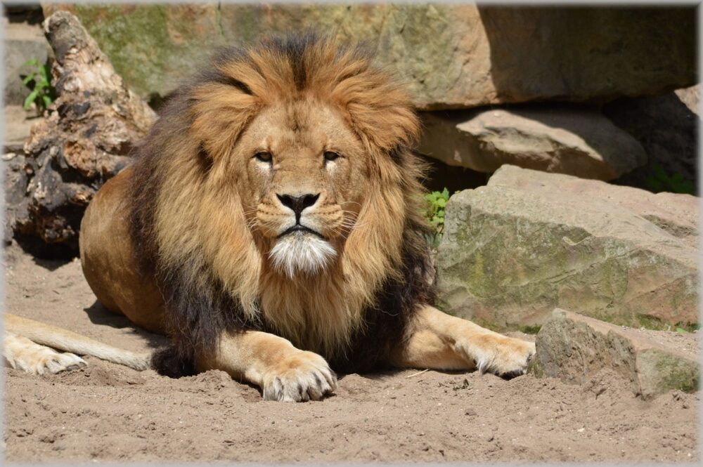 Artis Zoo Amsterdam