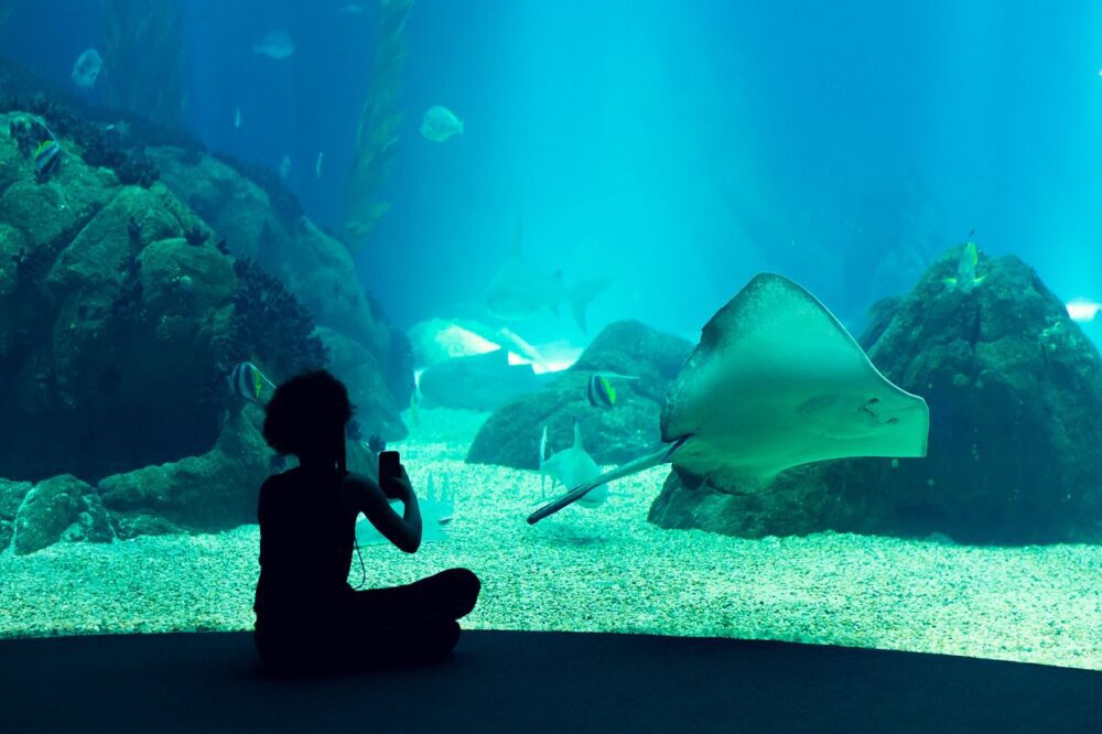 Lisbon Oceanarium