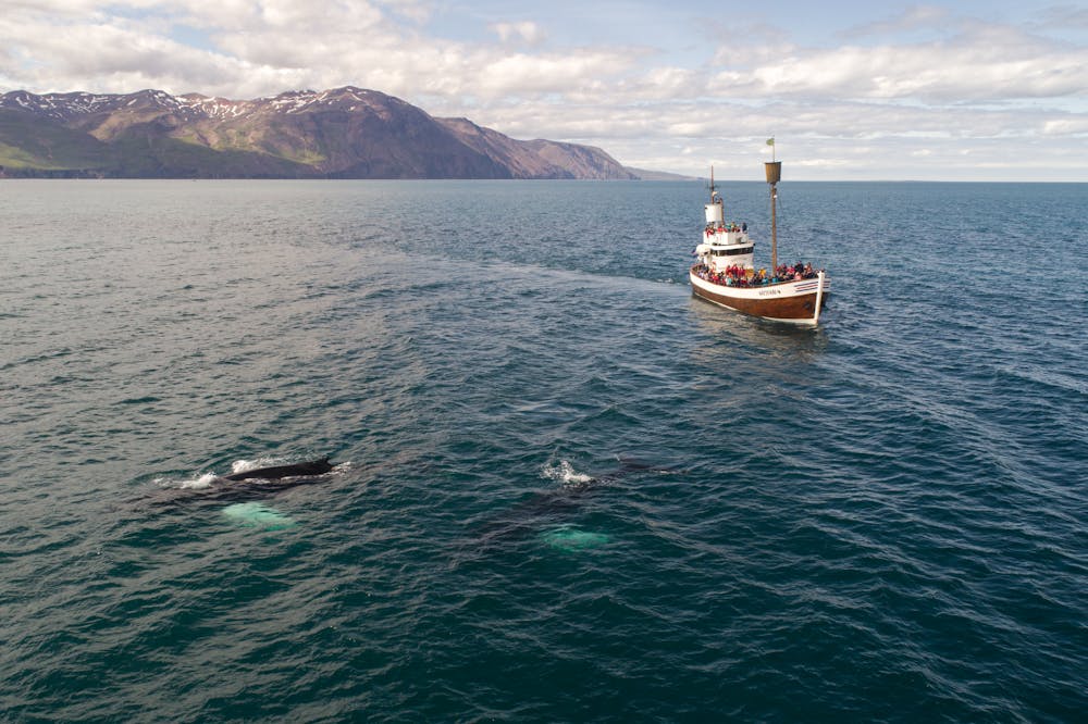 Whale Watching Iceland