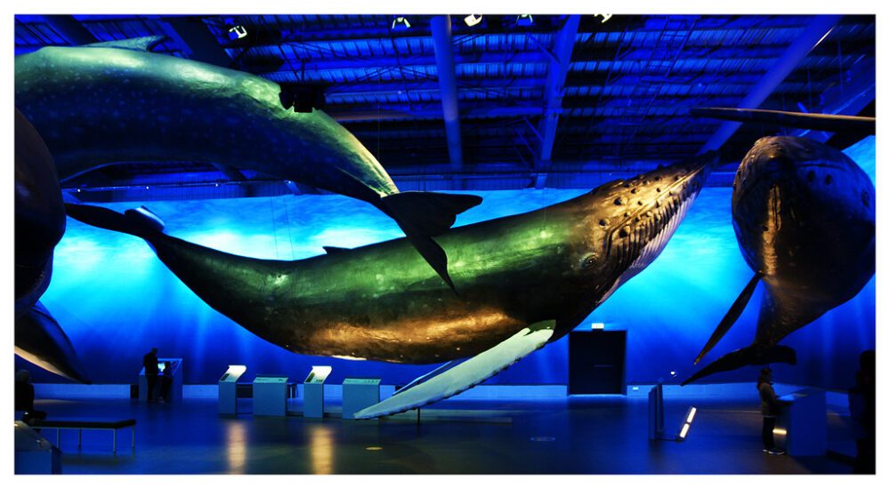 Whales of Iceland Reykjavik